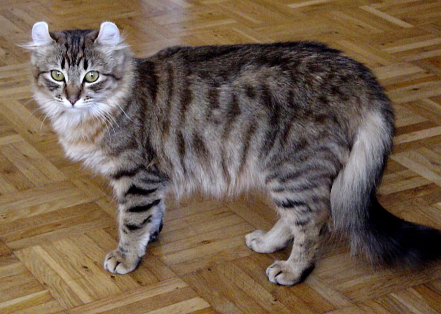 American Curl cat