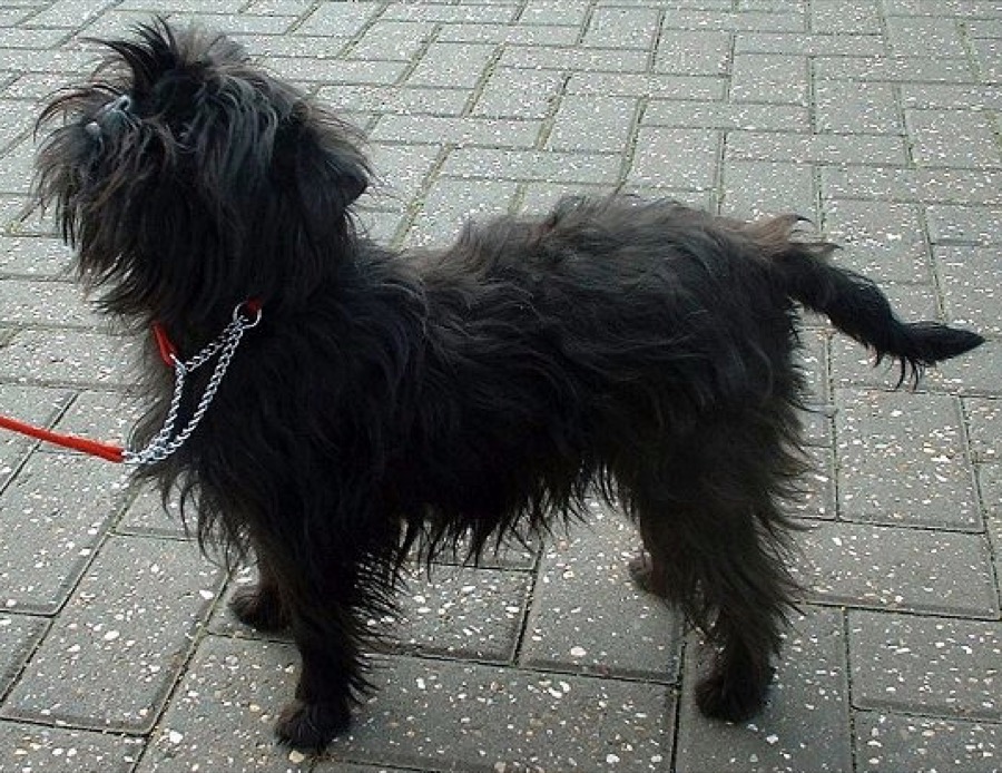 Affenpinscher dog