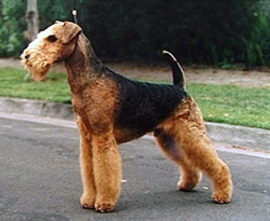 Airedale Terrier dog