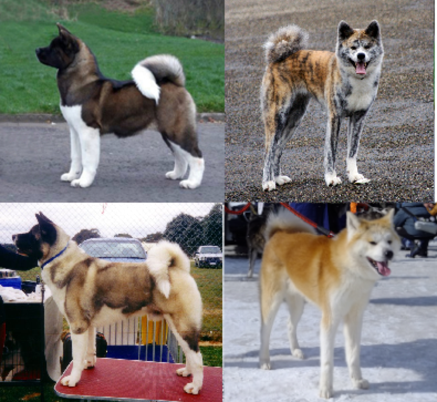 Akita dog