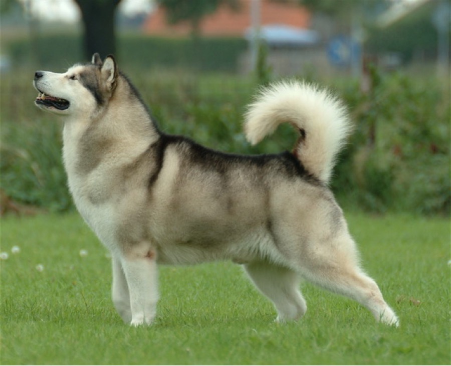 Alaskan Malamute dog