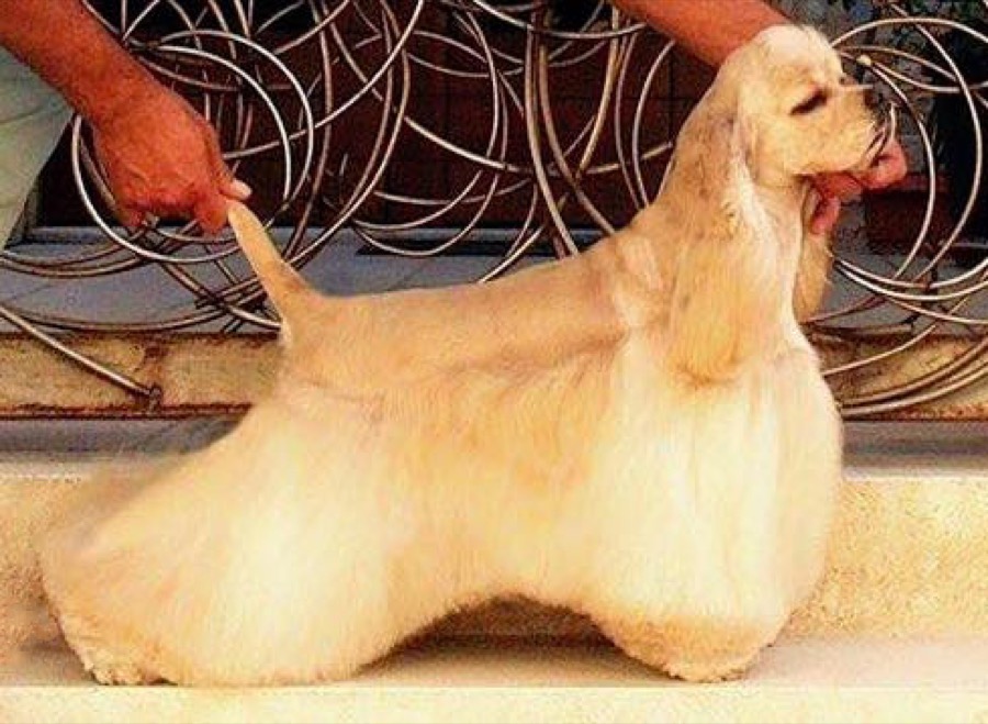 American Cocker Spaniel dog