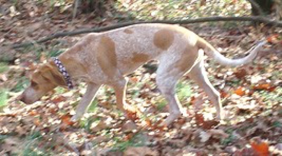 American English Coonhound dog
