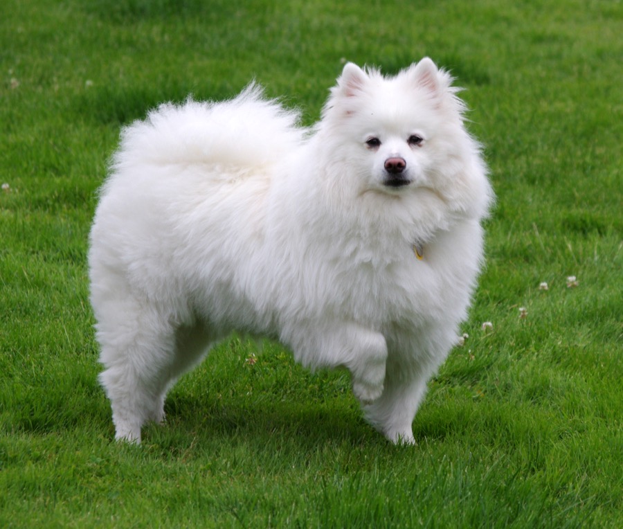 American Eskimo Dog dog