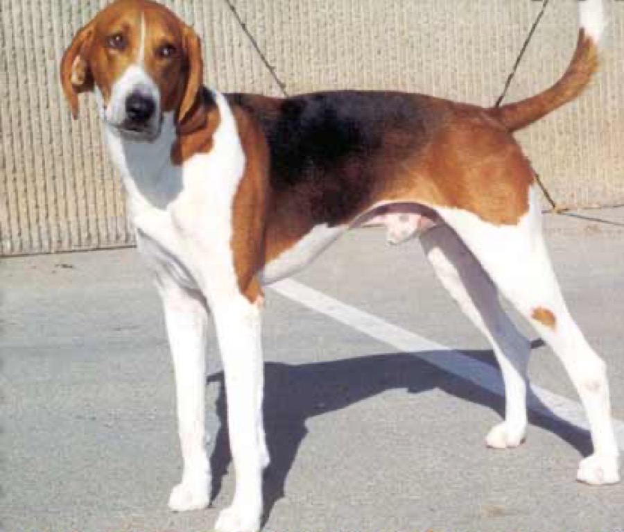 American Foxhound dog