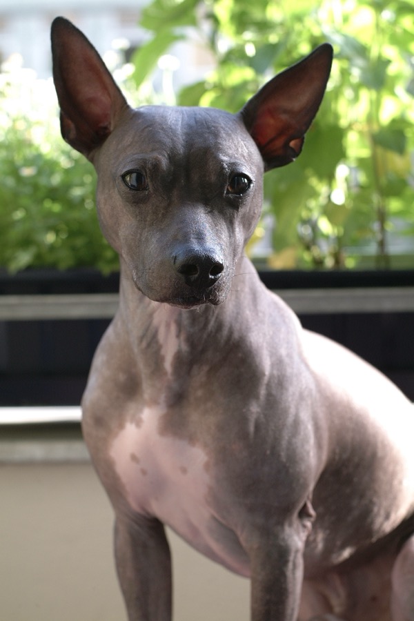 American Hairless Terrier dog