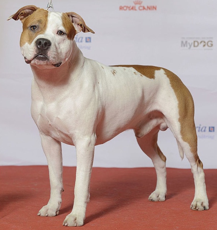 American Staffordshire Terrier dog