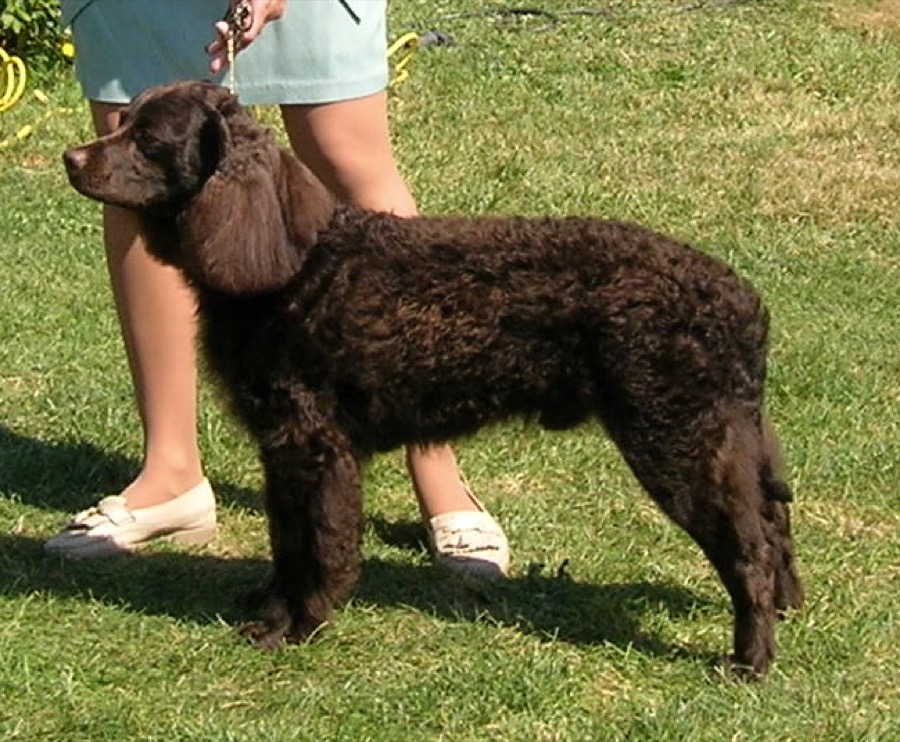 American Water Spaniel dog