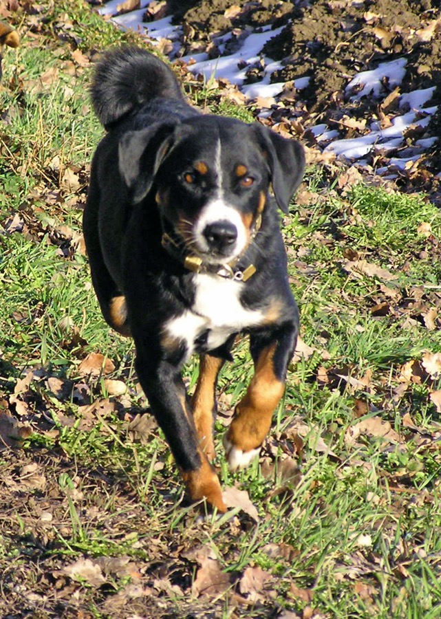 Appenzeller Sennenhund dog