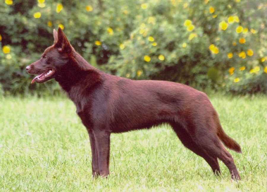 Australian Kelpie dog