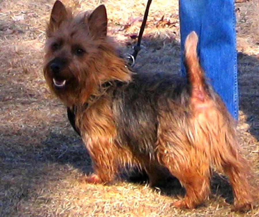 Australian Terrier dog