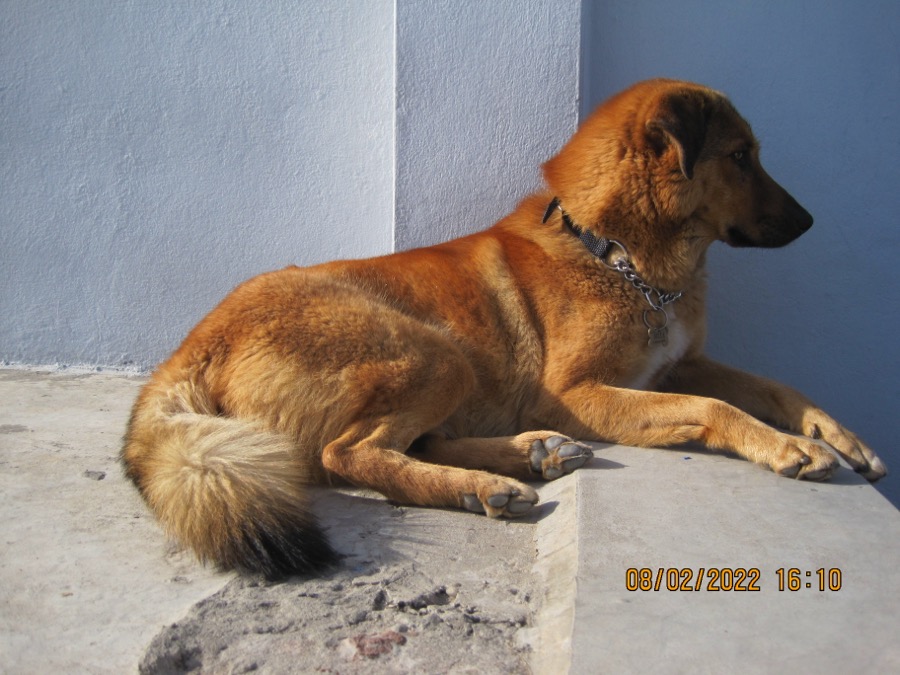 Bakharwal Dog dog