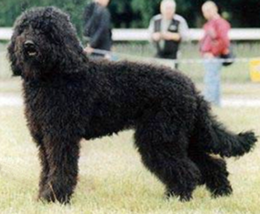 Barbet dog