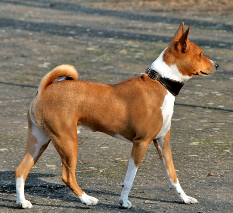 Basenji dog