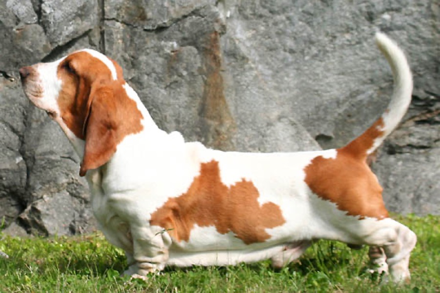Basset Hound dog