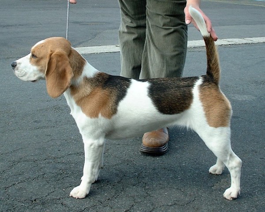 Beagle dog