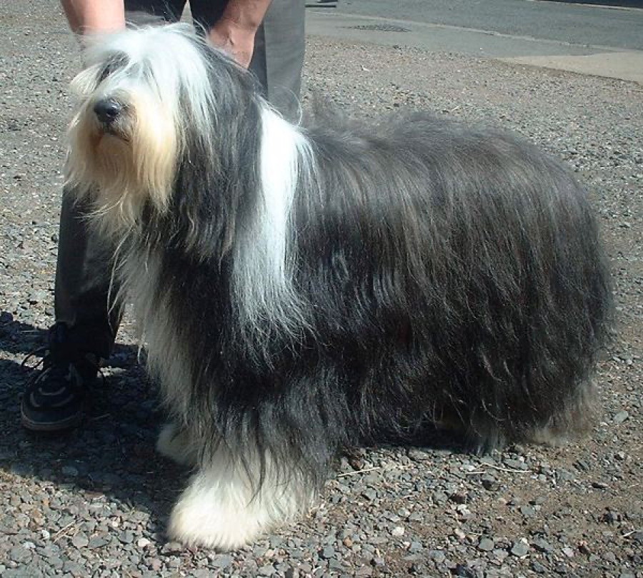 Bearded Collie dog