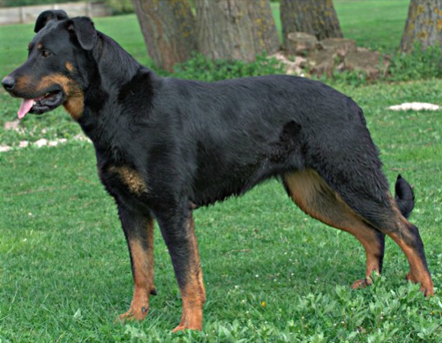 Beauceron dog