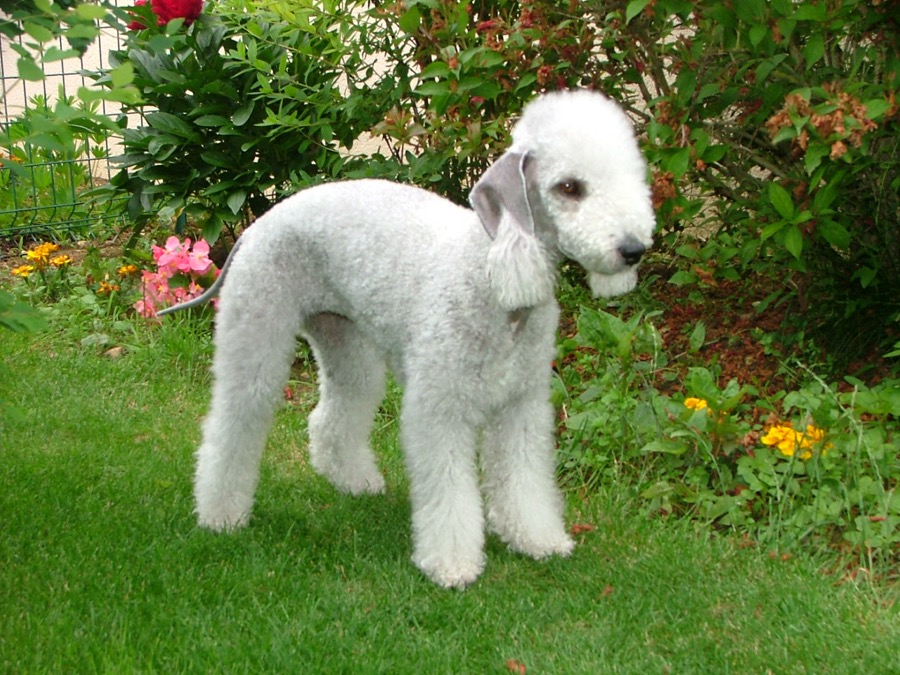Bedlington Terrier dog