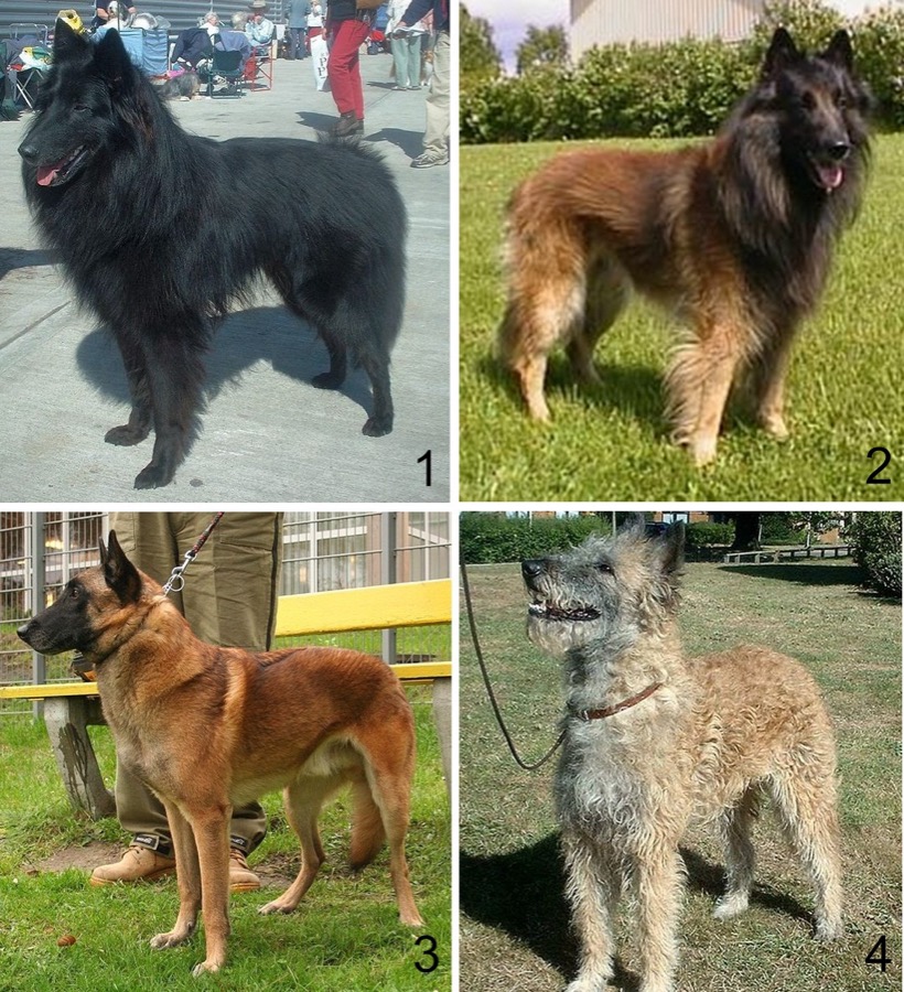 Belgian Malinois dog