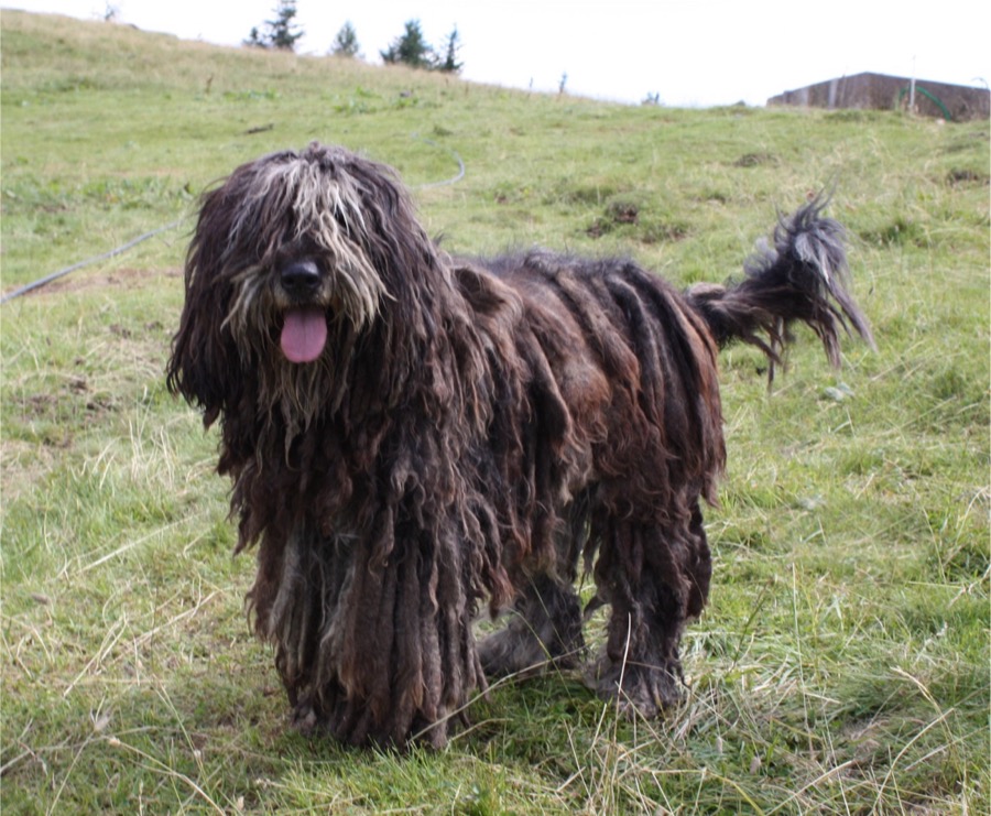 Bergamasco Shepherd dog