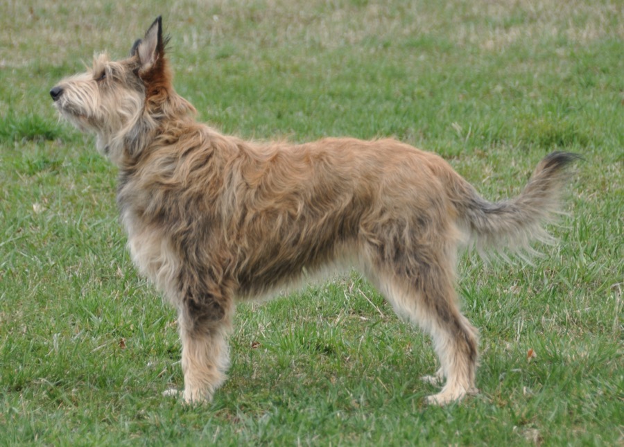 Berger Picard dog