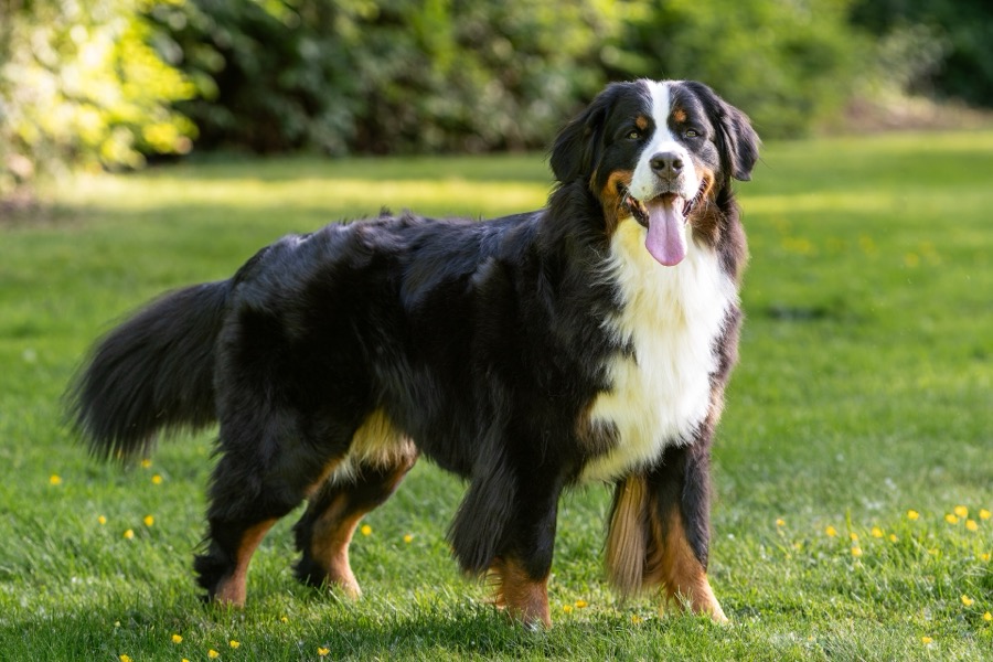 Bernese Mountain Dog dog
