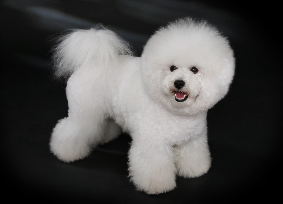 Bichon Frise dog
