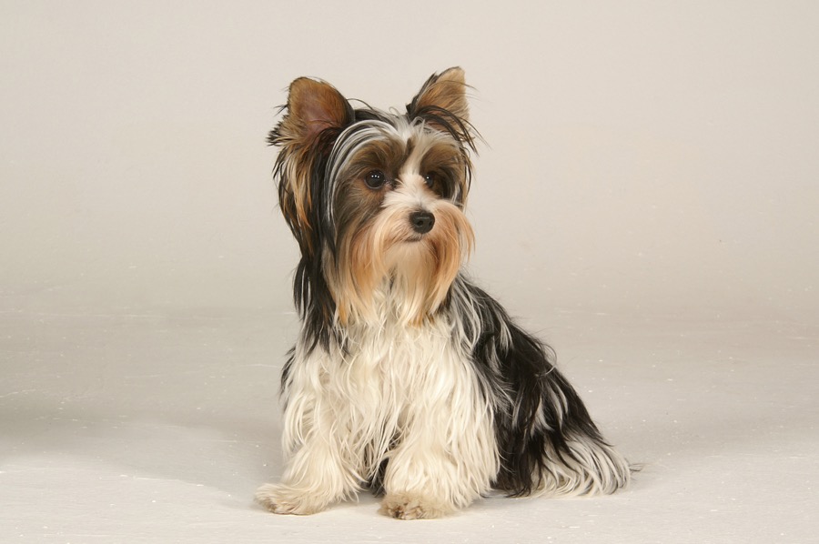 Biewer Terrier dog