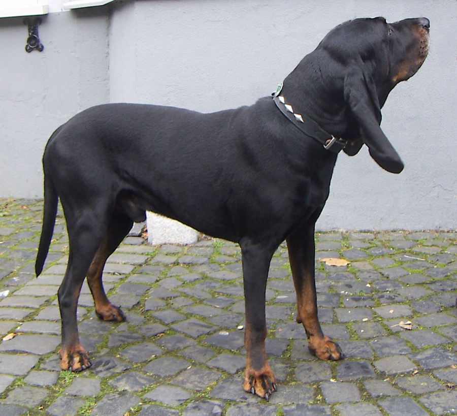 Black and Tan Coonhound dog