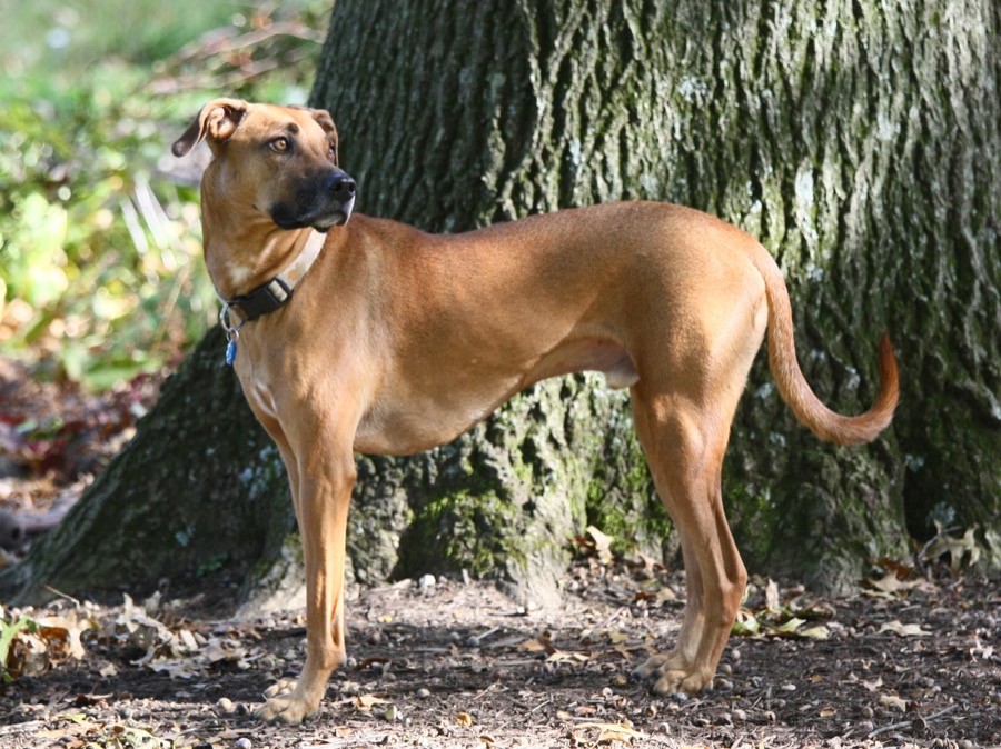 Black Mouth Cur dog