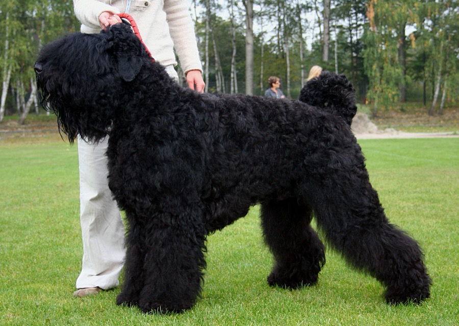 Black Russian Terrier dog