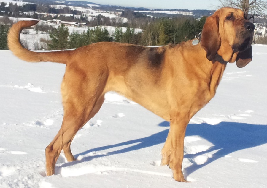 Bloodhound dog
