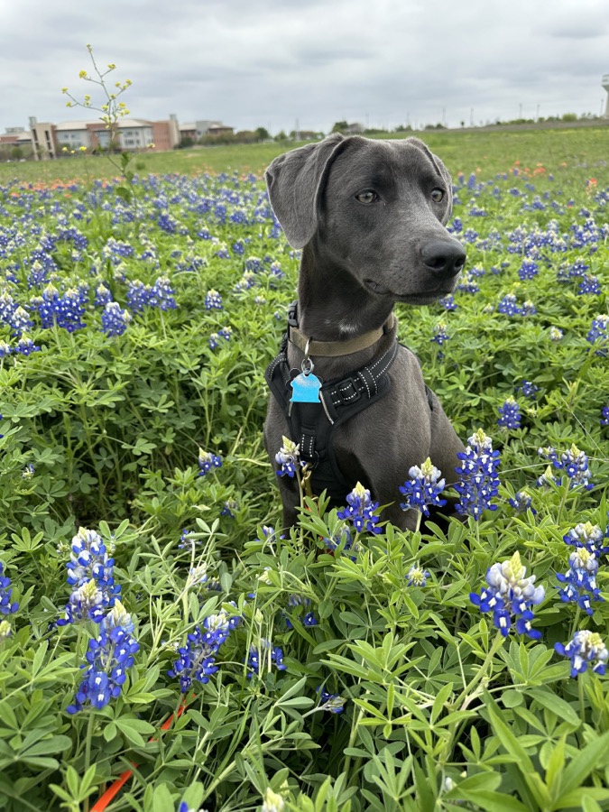 Blue Lacy dog
