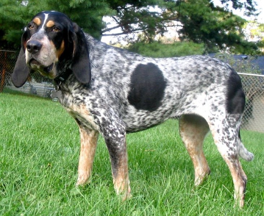 Bluetick Coonhound dog