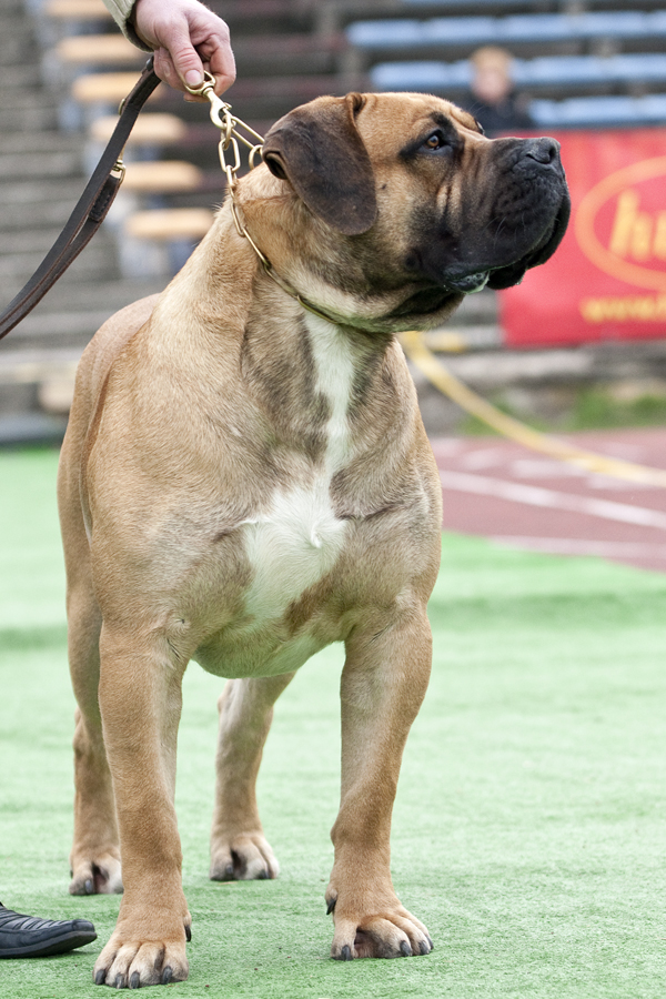 Boerboel dog