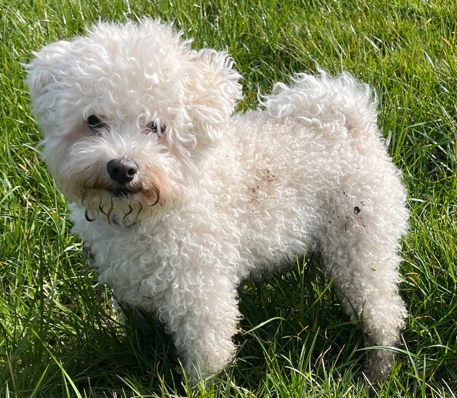 Bolognese dog