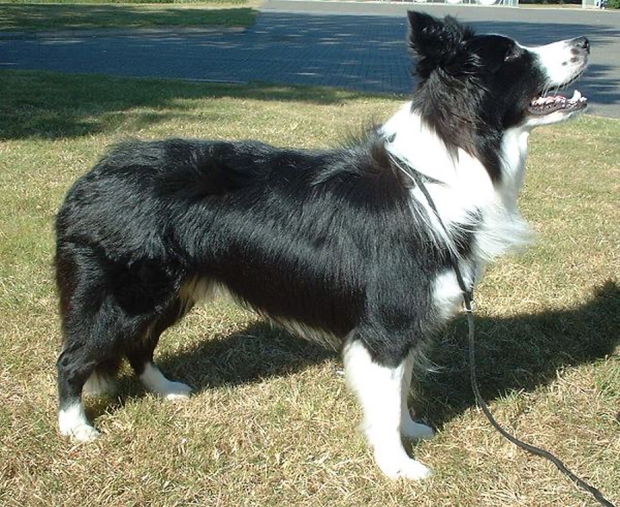 Border Collie dog