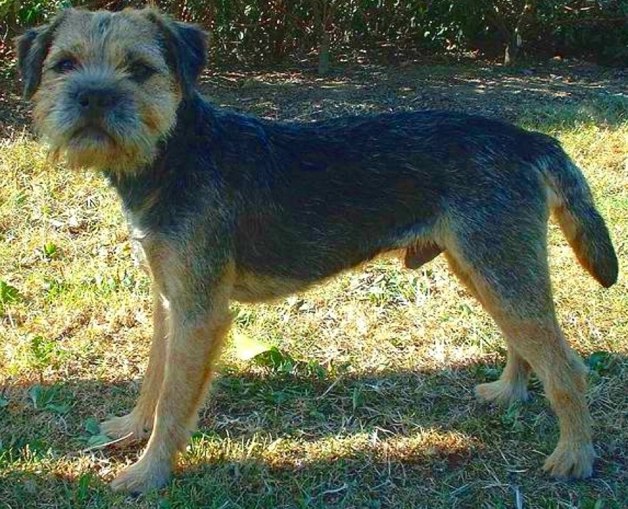 Border Terrier dog