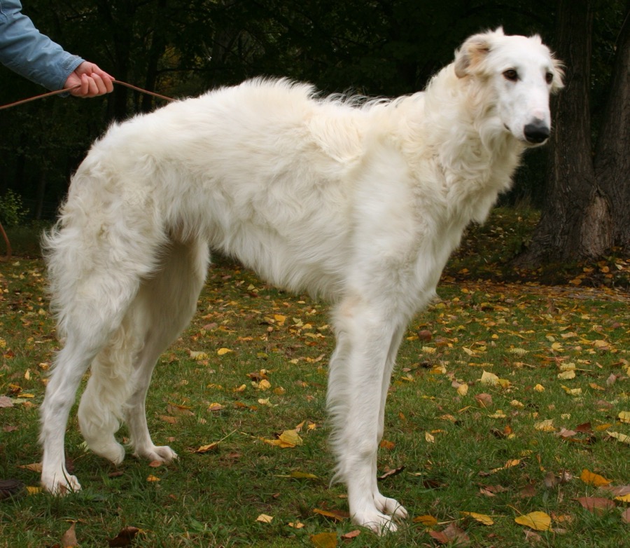 Borzoi dog