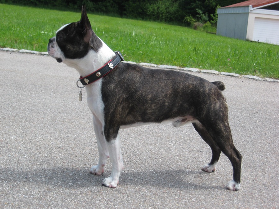 Boston Terrier dog
