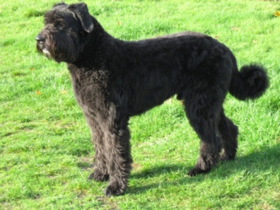 Bouvier des Flandres dog