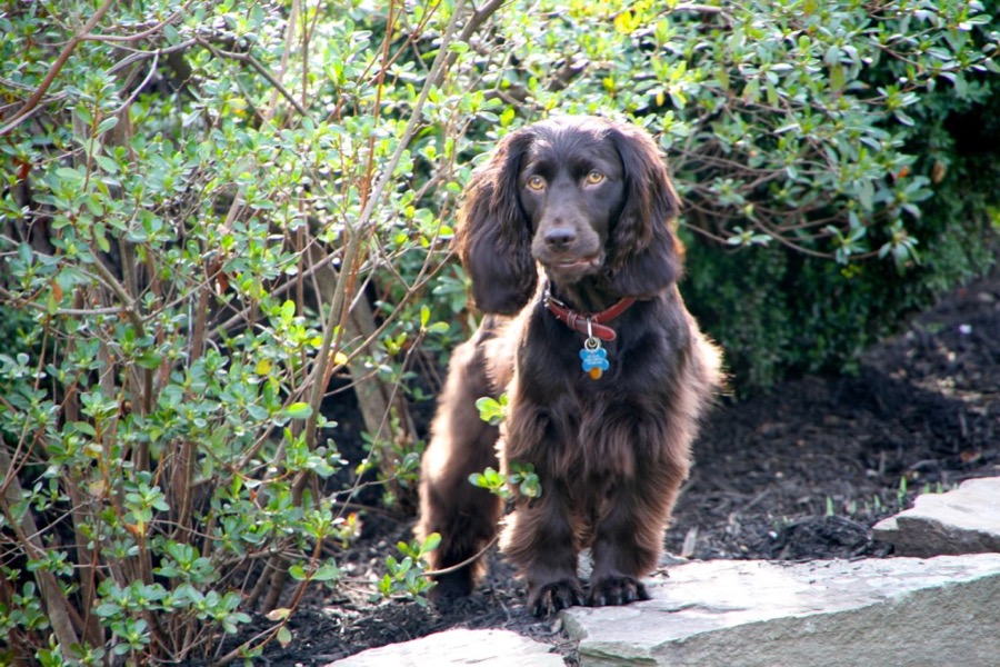 Boykin Spaniel dog