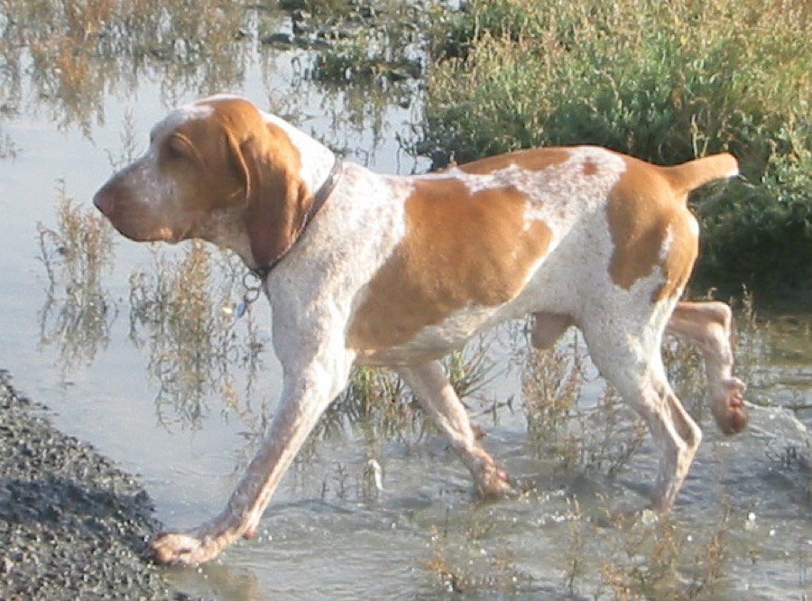 Bracco Italiano dog