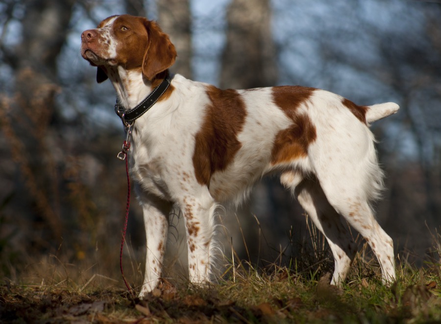 Brittany dog