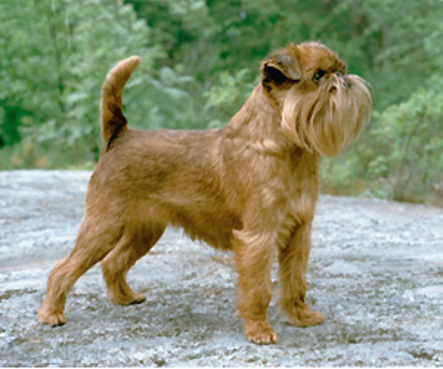 Brussels Griffon dog
