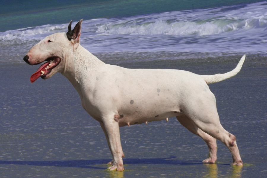 Bull Terrier dog