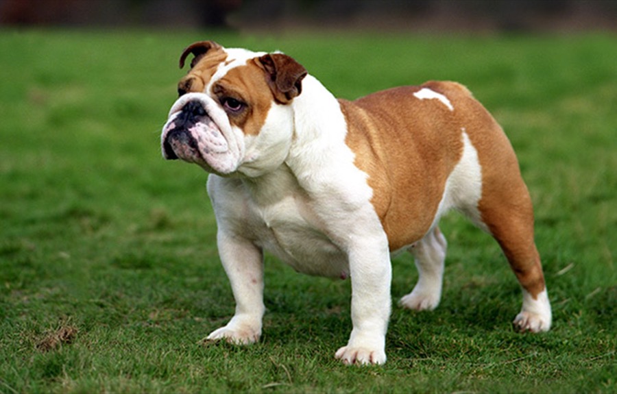 English Bulldog dog