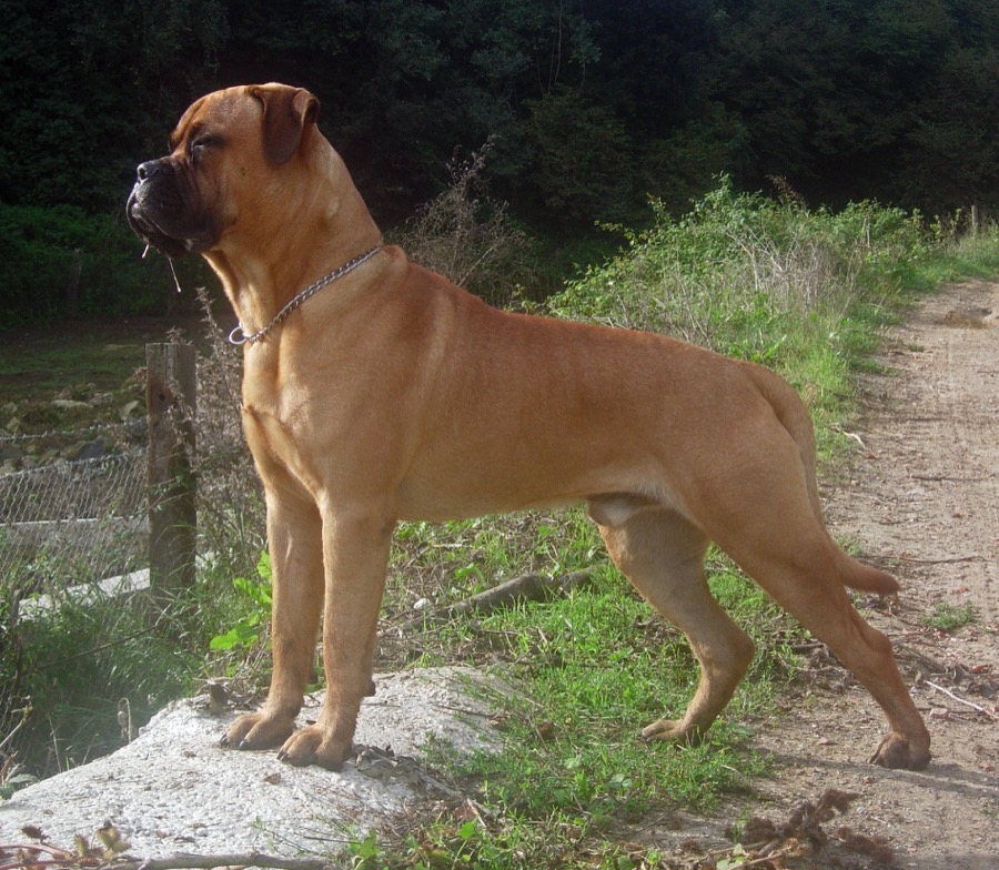 Bullmastiff dog