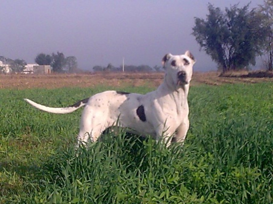 Bully Kutta dog